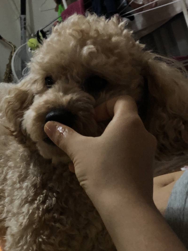 그전엔 강아지침 별로 안좋아했는데 | 인스티즈