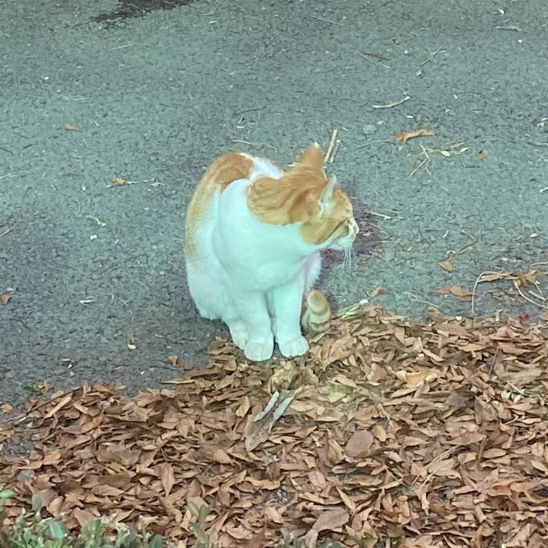 하품하는 고양이 보고가 | 인스티즈