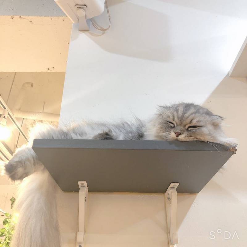 냥이들 | 인스티즈