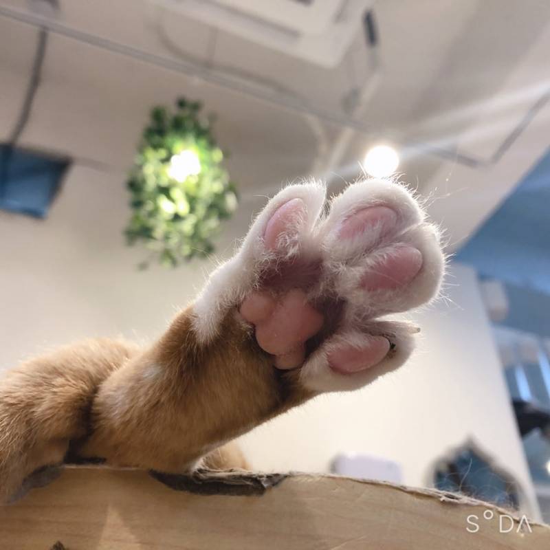 냥이들 | 인스티즈