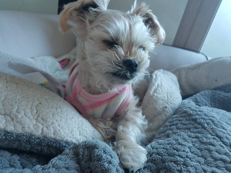 강아지 as는 어디에 맡겨야해?? | 인스티즈