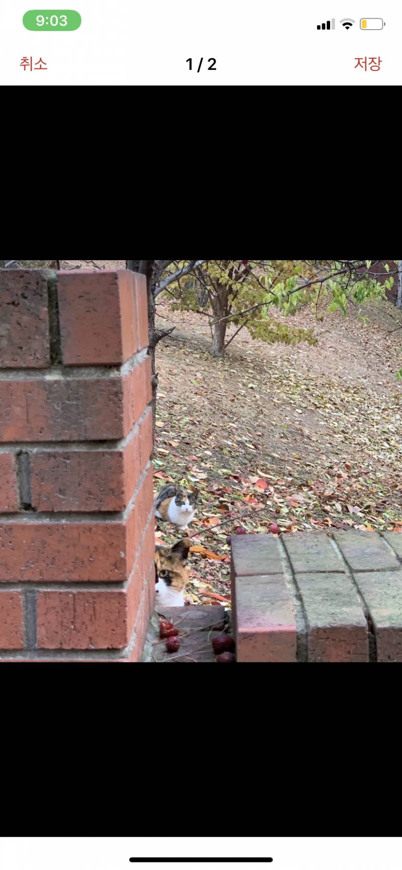 우리대학교 냥이봐.. | 인스티즈