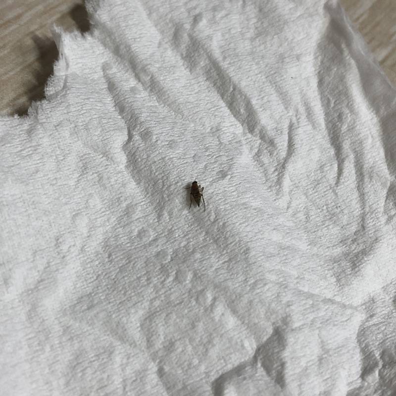 혐주의))) 내가 방금 날아다니는 작은 벌레를 잡았는데 이거 뭔지 아는사람 | 인스티즈