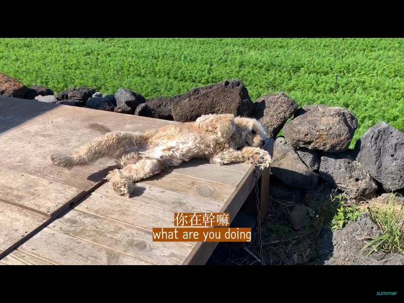 아 유튜브 보는데 강아지 ㅠㅠㅠㅠㅠ 너무 귀여워 ㅠㅠㅠㅠㅠㅠㅠㅠㅠㅠㅠ | 인스티즈