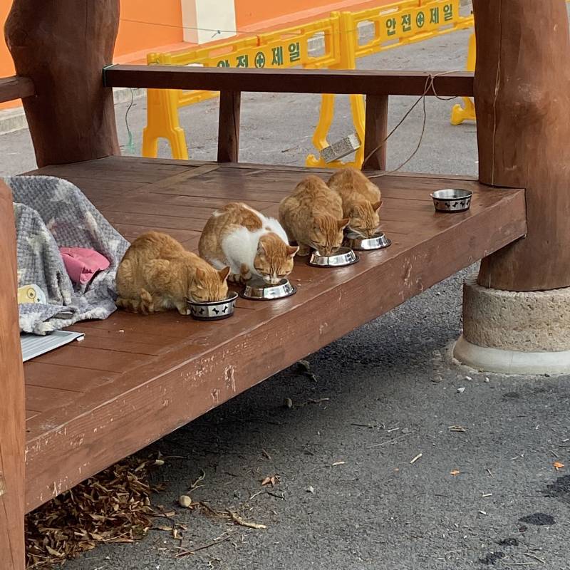 아침 먹는 고양이들 | 인스티즈
