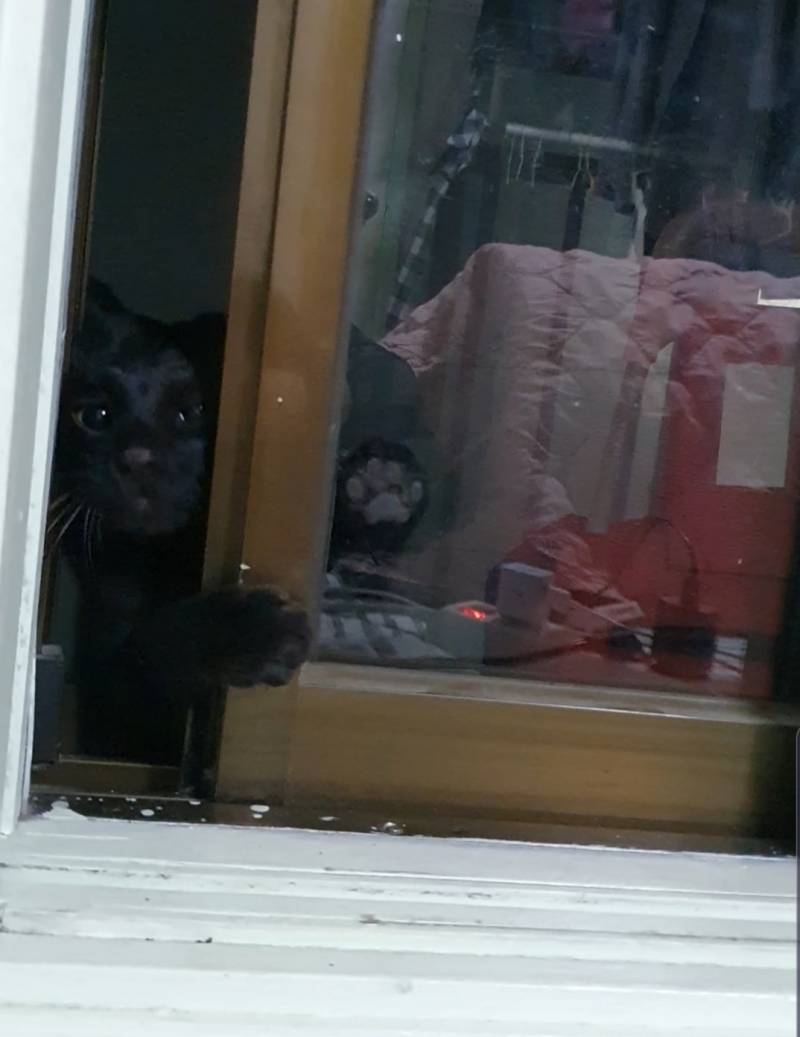 [숙부] 최모씨네 고양이, 옷장헤집어놓고 모른체해..충격 | 인스티즈