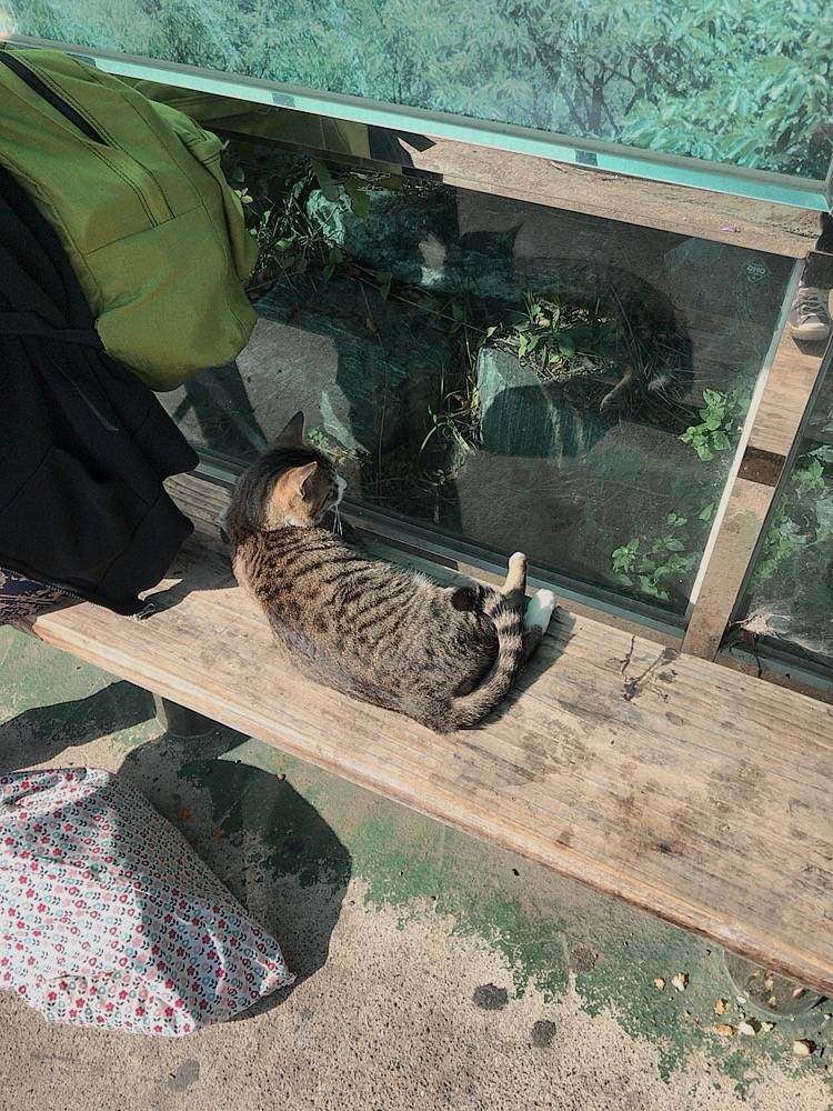 팔자좋은 고양이 | 인스티즈