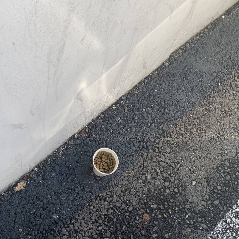 일하는곳 앞에 저번에 길냥이 와서 캔 따서 주고 갔거든 | 인스티즈