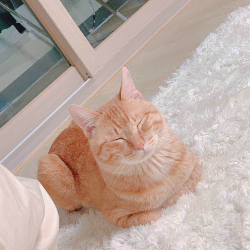 우리집 고양이 크기변화봐 ㅋㅋㅋㅋㅋㅋㅋㅋㅋㅋ | 인스티즈