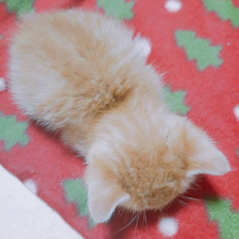 우리집 고양이 크기변화봐 ㅋㅋㅋㅋㅋㅋㅋㅋㅋㅋ | 인스티즈