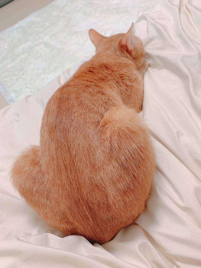 우리집 고양이 크기변화봐 ㅋㅋㅋㅋㅋㅋㅋㅋㅋㅋ | 인스티즈