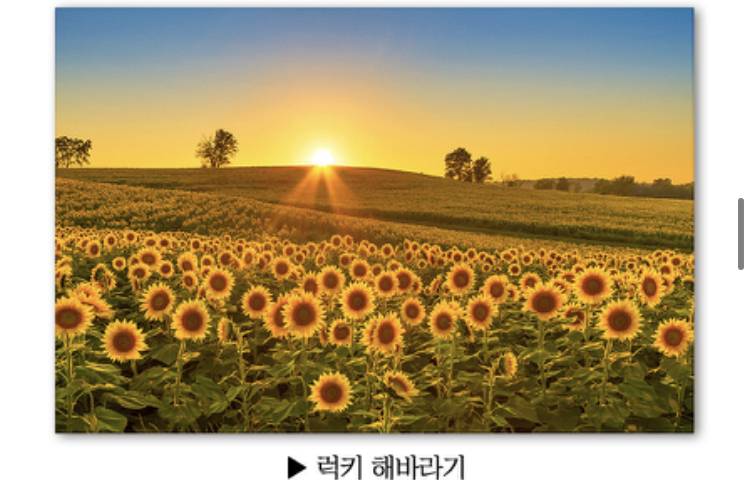 💖해바라기가 금전운 높이는데 좋다길래 거실에 놓을 건데 그림 좀 골라주라💖 | 인스티즈