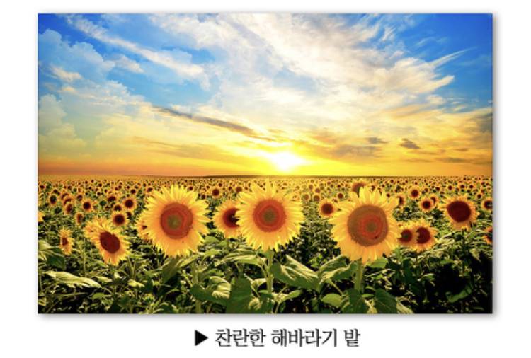 💖해바라기가 금전운 높이는데 좋다길래 거실에 놓을 건데 그림 좀 골라주라💖 | 인스티즈