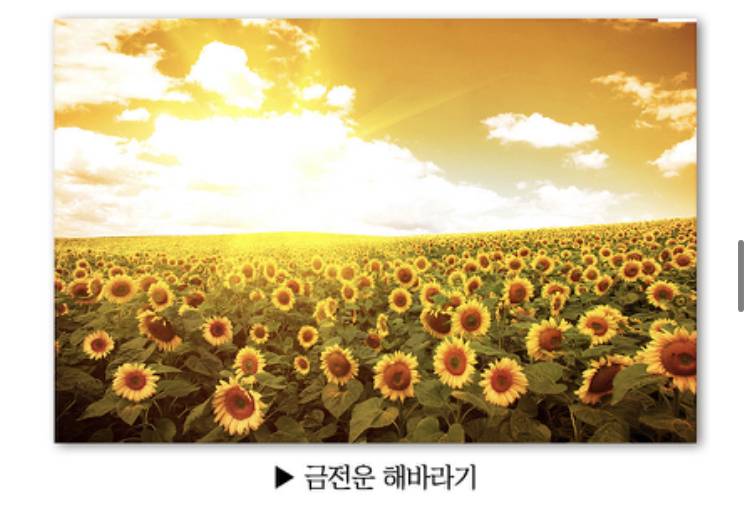 💖해바라기가 금전운 높이는데 좋다길래 거실에 놓을 건데 그림 좀 골라주라💖 | 인스티즈