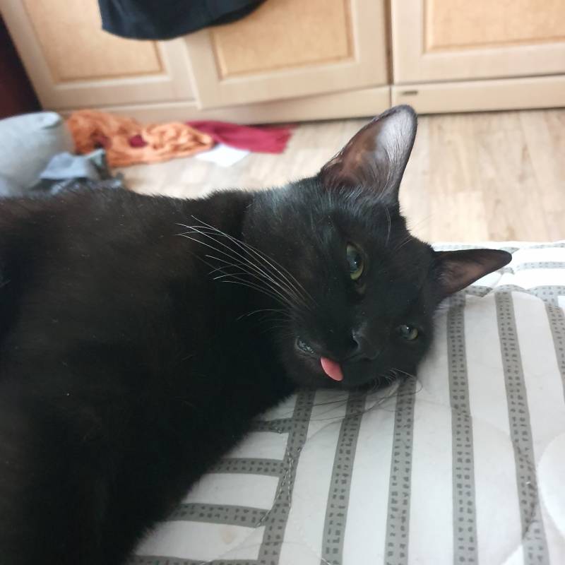 [숙부] 최모씨네 고양이, 옷장헤집어놓고 모른체해..충격 | 인스티즈