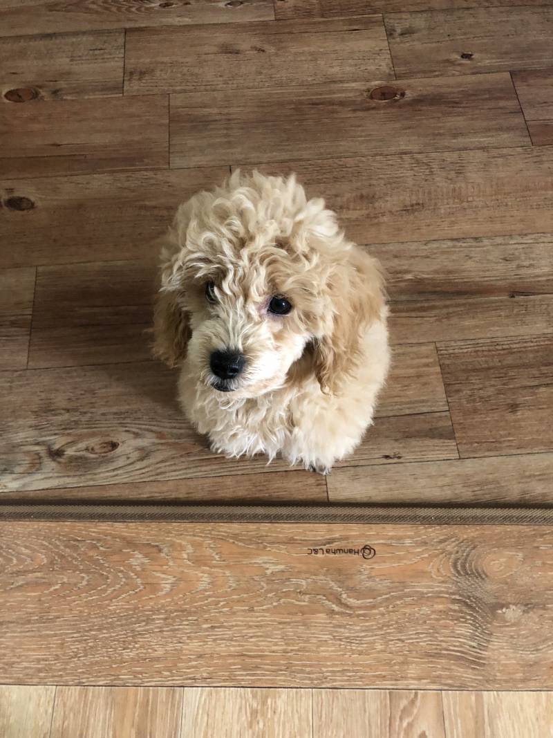 우리 멈머 애기때 사진 보는데 | 인스티즈