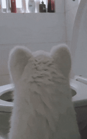 이상하다 분명 개였는데 | 인스티즈