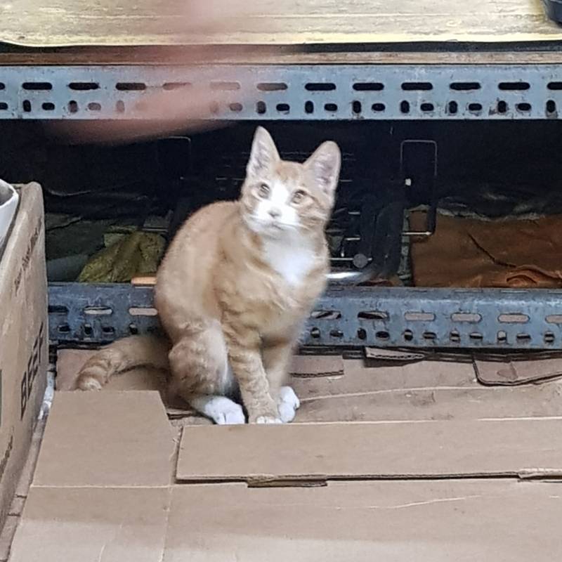 앜 고양이 사진찍다 흔들렸는데🐱 | 인스티즈