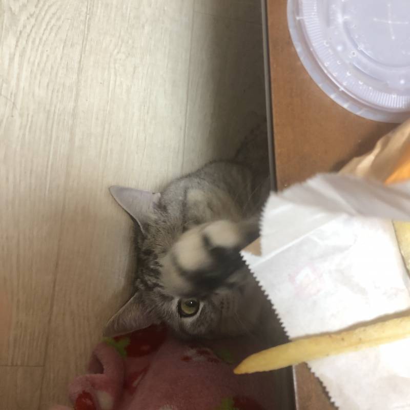 우리집 고양이 냥성 진짜 심각하다; | 인스티즈