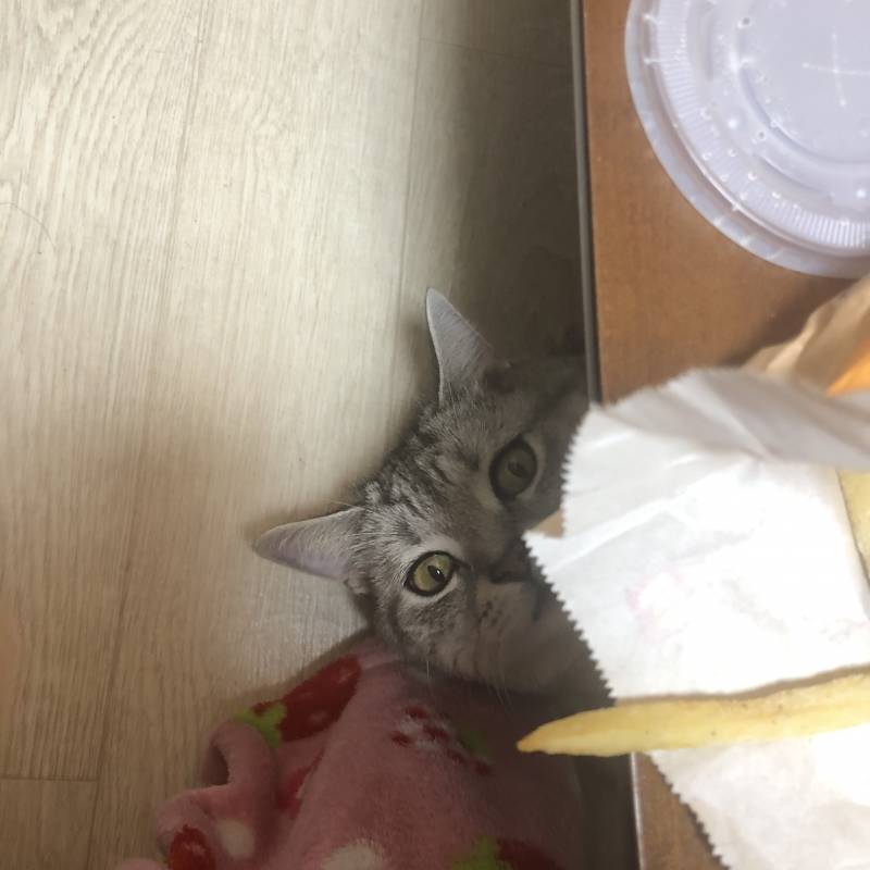 우리집 고양이 냥성 진짜 심각하다; | 인스티즈