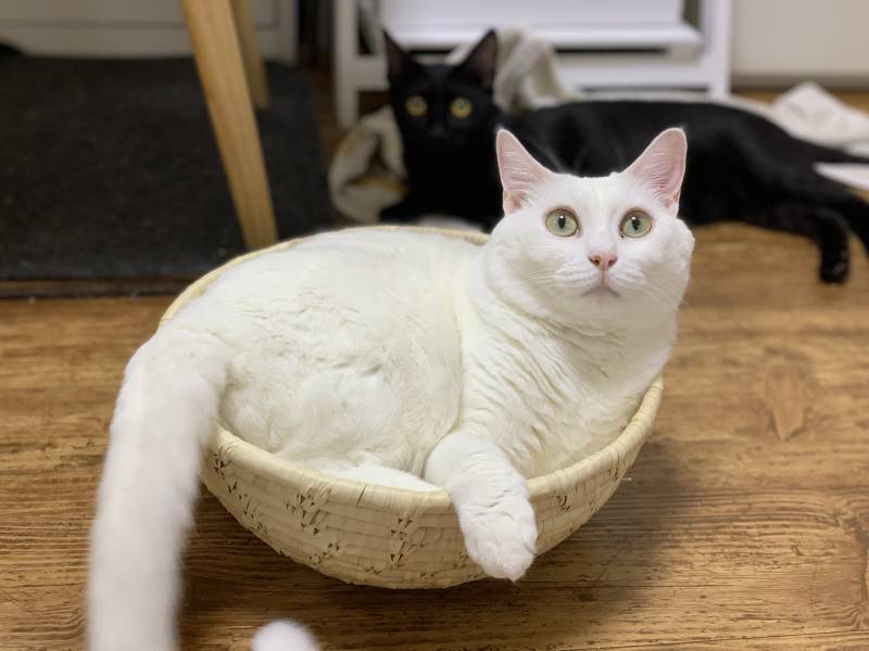 우리집고양이들 유튭하는거 어떨까?(사진이뜸) | 인스티즈