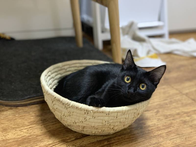 우리집고양이들 유튭하는거 어떨까?(사진이뜸) | 인스티즈