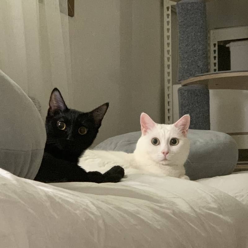 우리집고양이들 유튭하는거 어떨까?(사진이뜸) | 인스티즈