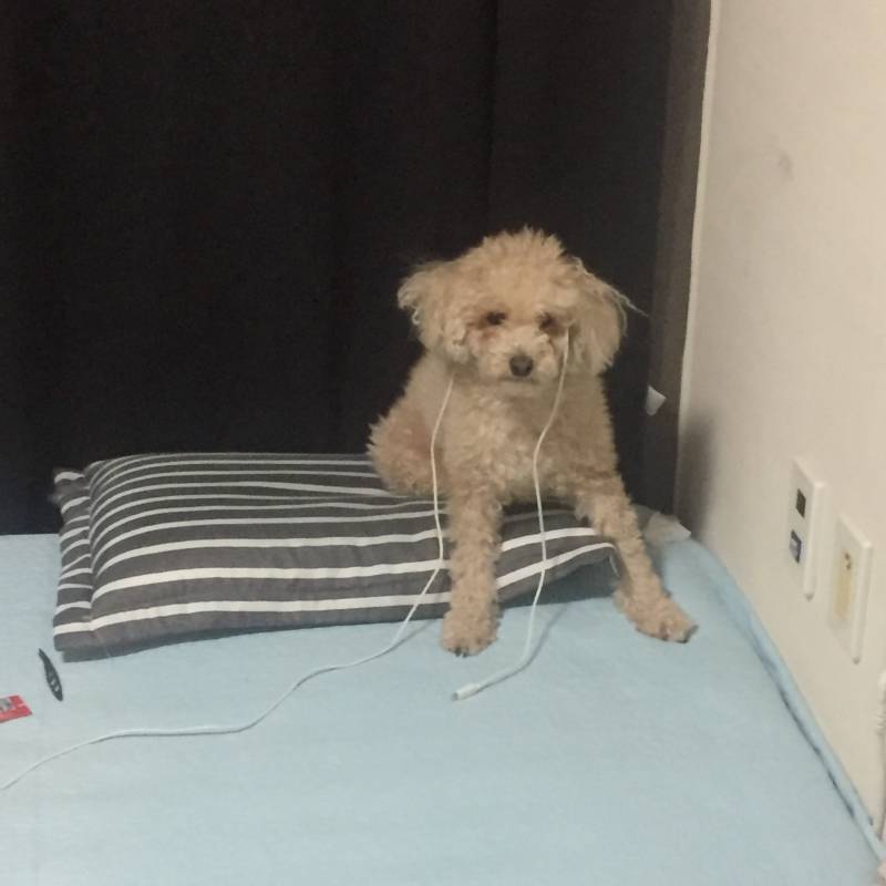 어제 ㅋㅋㅋㅋㅋㅋㅋㅋ 귤 까묵고 방에 들어갔는데 우리 집 애기가 | 인스티즈