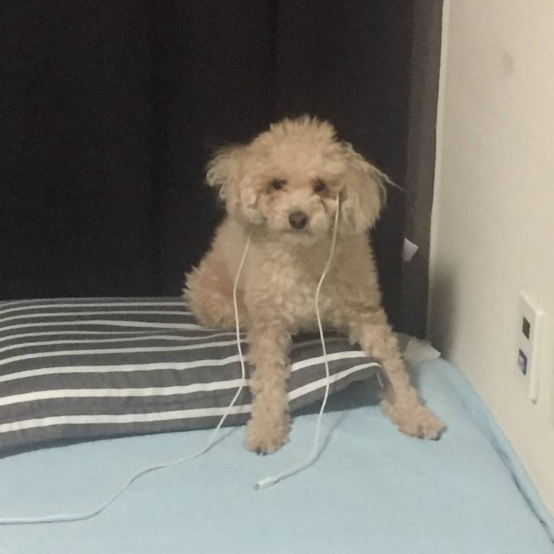 어제 ㅋㅋㅋㅋㅋㅋㅋㅋ 귤 까묵고 방에 들어갔는데 우리 집 애기가 | 인스티즈