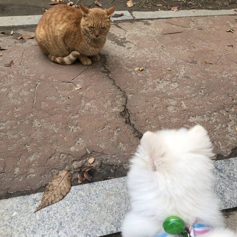 밖에서 강아지랑 고양이랑 만남 | 인스티즈