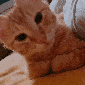 아 뭔가 고양이나 강아지나 앞발보고 손이라고 하게 되지 않아??? | 인스티즈