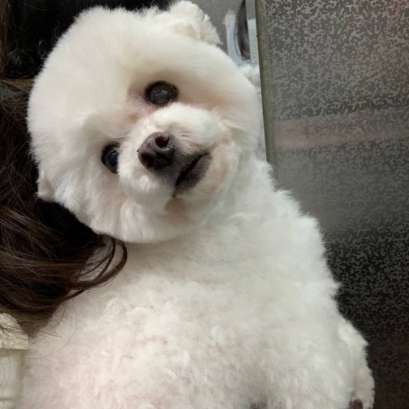 우리집 강아지 자랑글 | 인스티즈