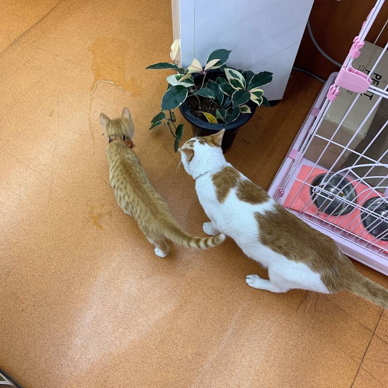 우리동네 서점에는 고먐미 키운다 | 인스티즈