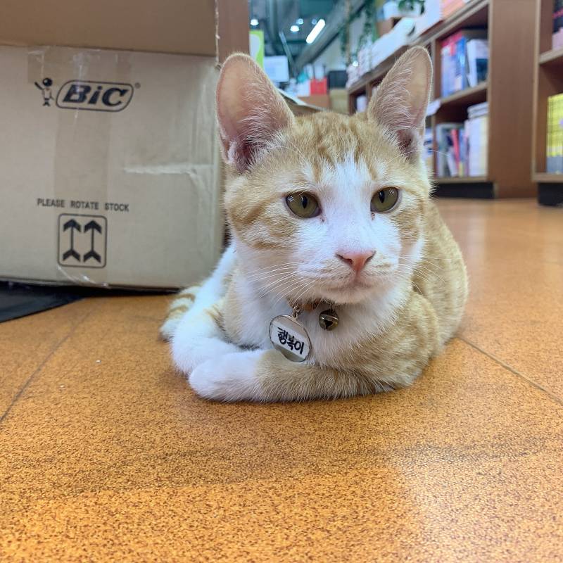 우리동네 서점에는 고먐미 키운다 | 인스티즈