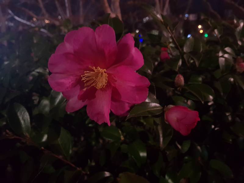 동백꽃 오랜만에 보니 너무 예쁘다🌺 | 인스티즈