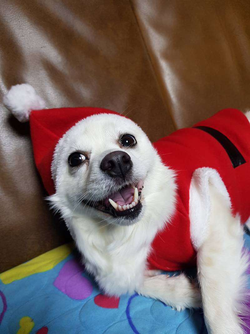 🎊🎄미리몽실크리스마스🎄🎊 | 인스티즈