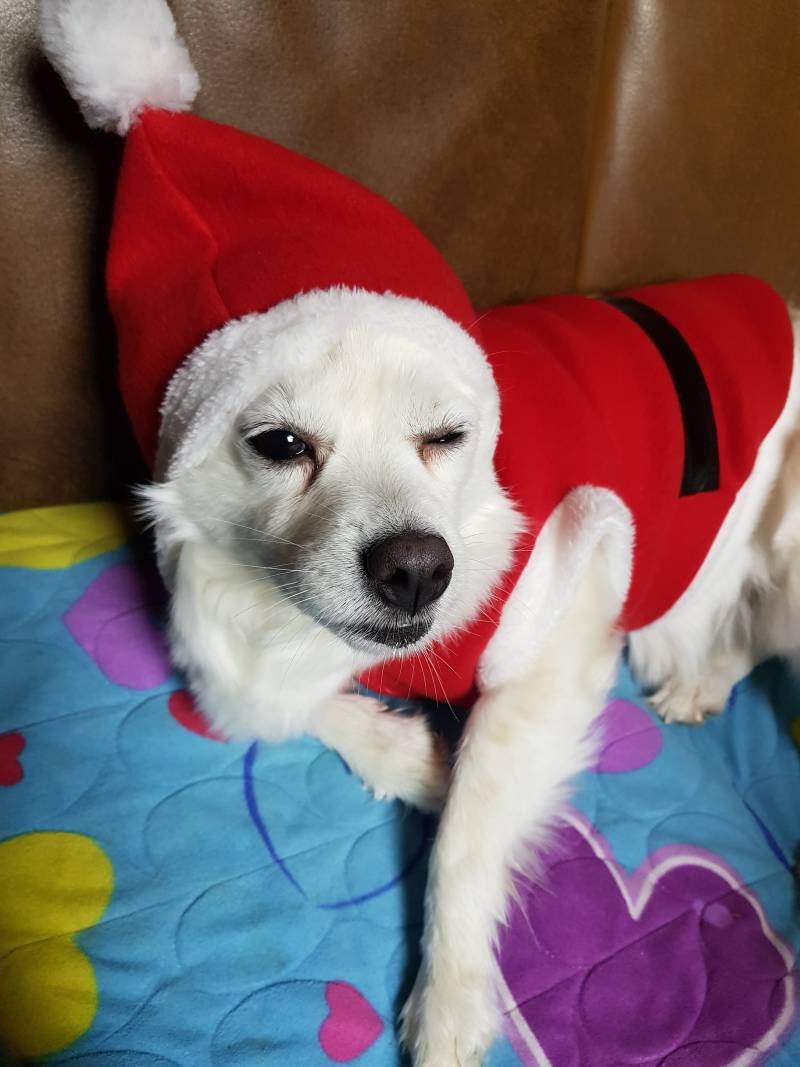 🎊🎄미리몽실크리스마스🎄🎊 | 인스티즈