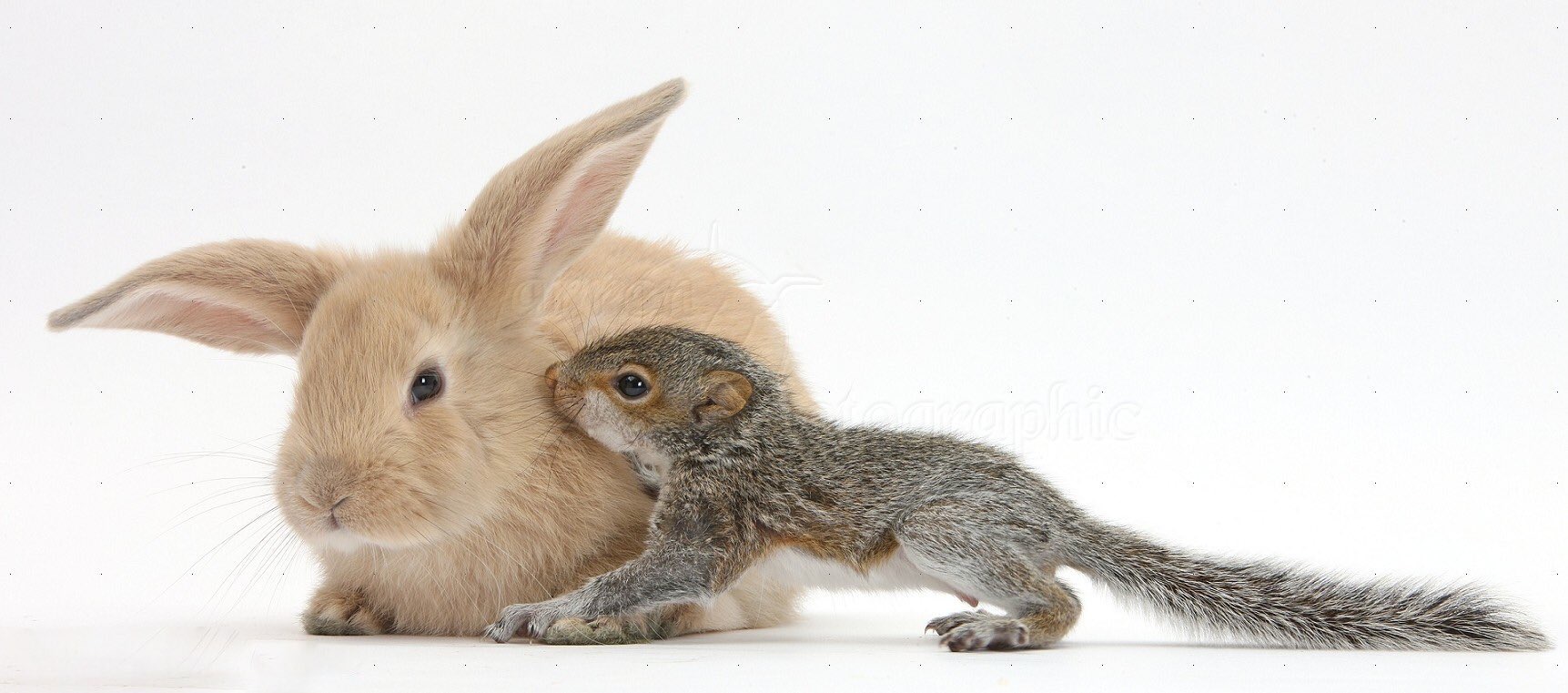 Вибратор-кролик Happy Rabbit Realistic, черный 71504 - Happy Rabbit - Вибраторы-кролики - Купить