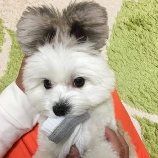 이렇게 네개 어울릴려나?? ㅈㄱㄴ~ | 인스티즈