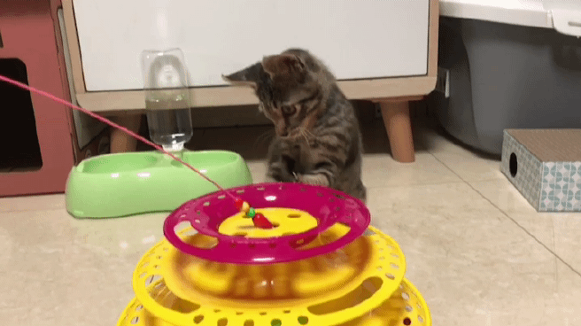 귀여운 댕냥이ㅠㅠㅠㅠ | 인스티즈