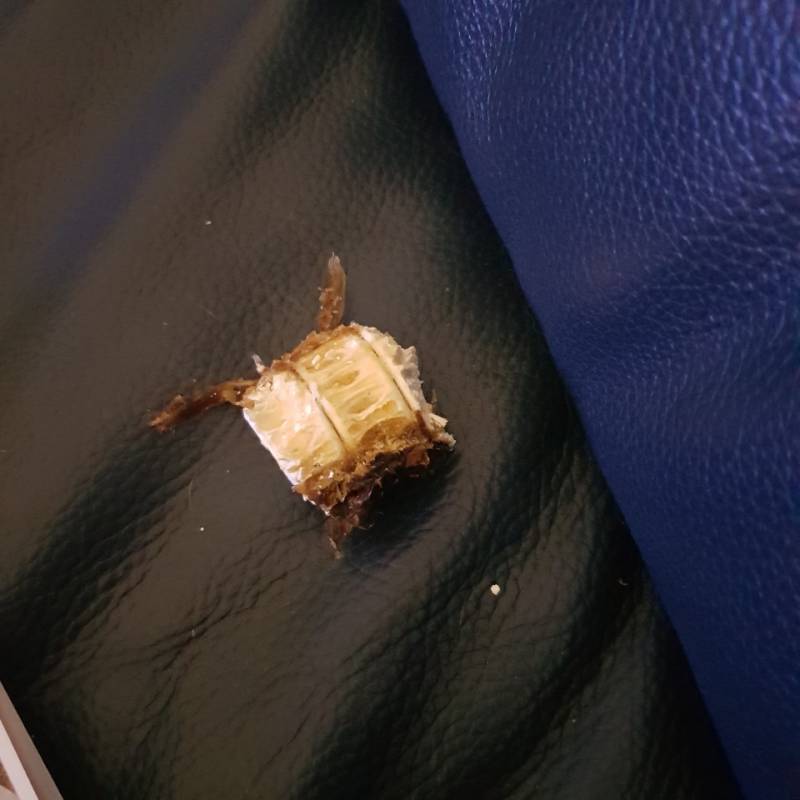 상어연골 조지기 | 인스티즈