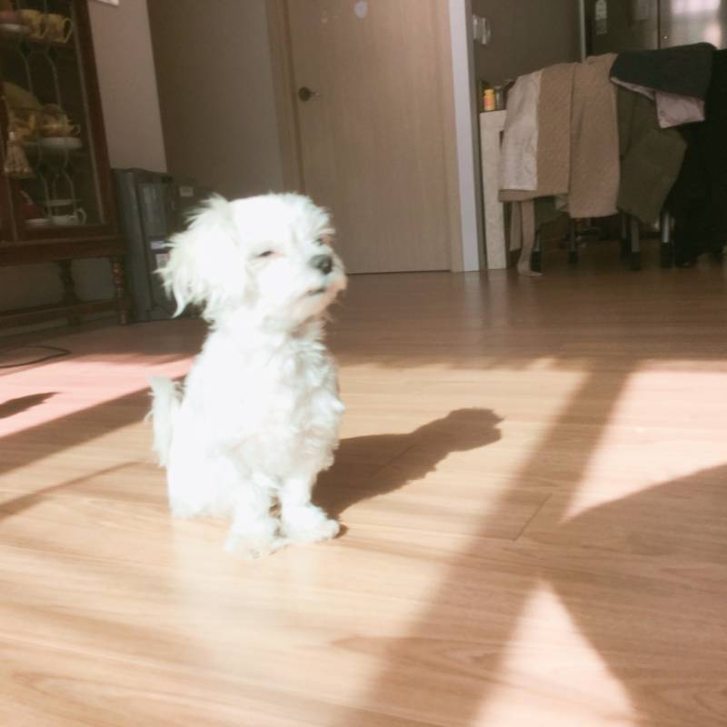 울집 강쥐 넘 귀엽ㅈ 않니ㅜㅜㅜㅜㅜ | 인스티즈