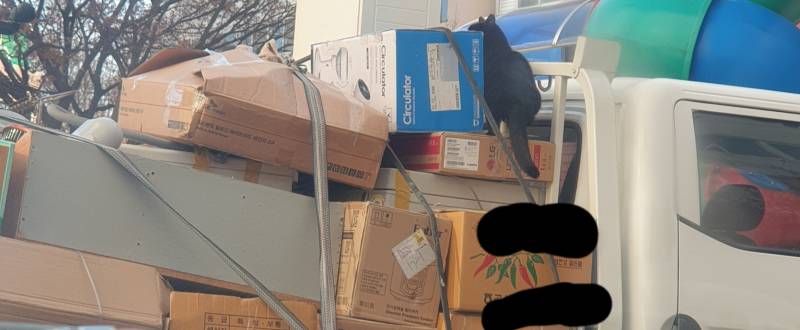 아파트에 이삿짐 들어왔는데 길냥이가 거기 올라가서 논다 너무 귀여오ㅠ | 인스티즈