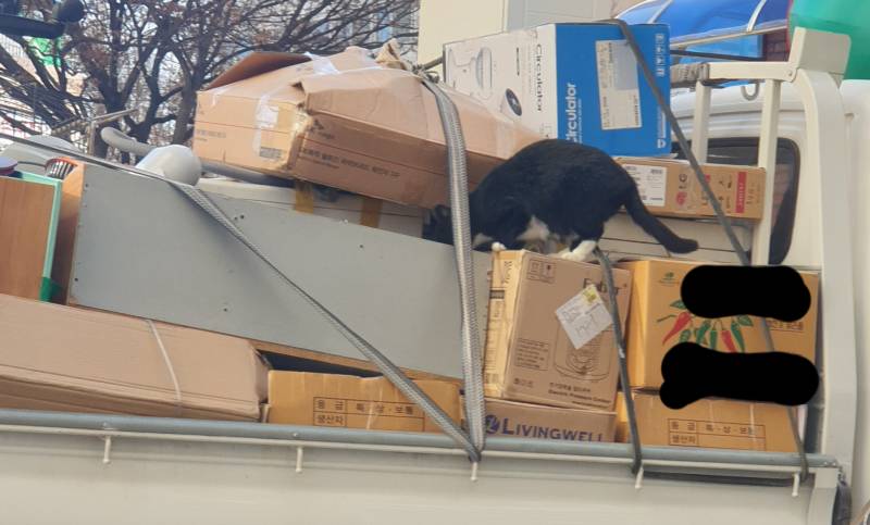 아파트에 이삿짐 들어왔는데 길냥이가 거기 올라가서 논다 너무 귀여오ㅠ | 인스티즈