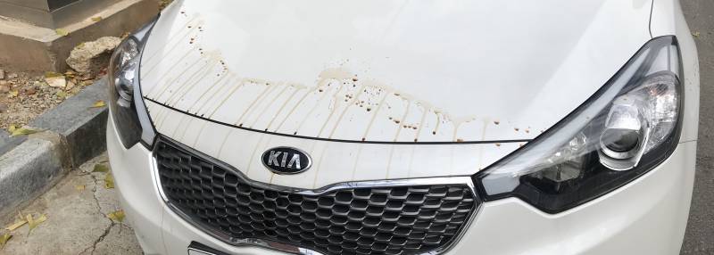 누가 내 차에 커피 뿌리고 도망갔는데 잡을 수 있나 | 인스티즈