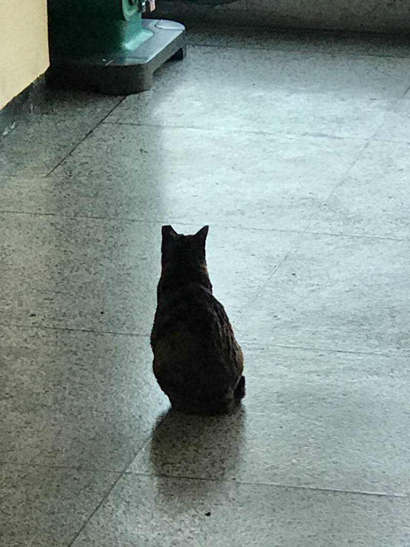 학교에서 고양이랑 놀기 | 인스티즈