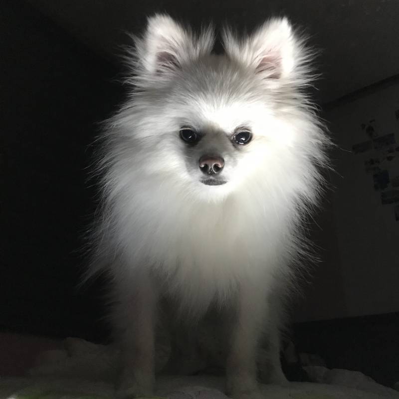 내가 젤 좋아하는 우리집 강아지 사진인데 볼랭? | 인스티즈