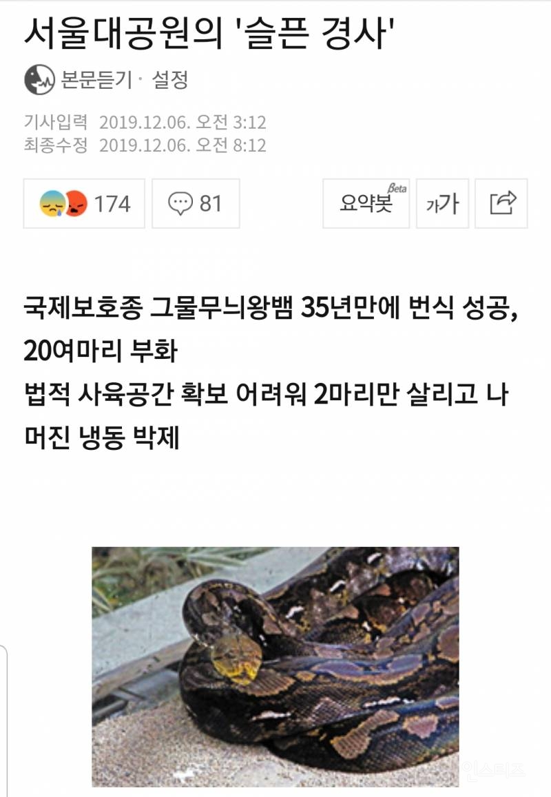 서울대공원의 '슬픈 경사' ... '35년만에 번식' 그물무늬왕뱀…새끼 20여마리 냉동실 갇힌 사연 | 인스티즈