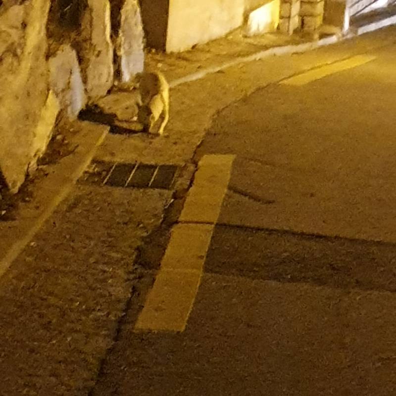 강아지 집나왔나봐 | 인스티즈