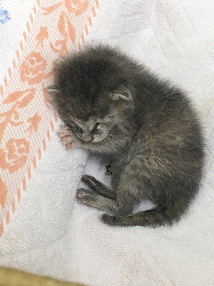 내가 키우던 고양이 | 인스티즈